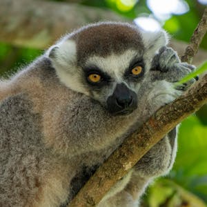 Célébration du 5ème Anniversaire de l&rsquo;ACDM Madagascar : Rétrospective de l&rsquo;impact communautaire